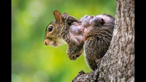 The Curse of the Squirrel: Impact on Mental Health and Wellbeing